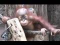 Cute Orang Utan Babys - Affen im Zoo Leipzig