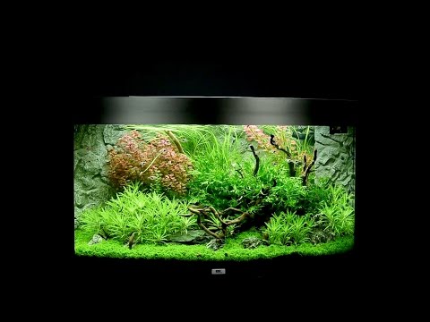 Juwel Aquarium Vision 180 Einrichtungsbeispiel / Tutorial