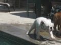 Gus steals the shoe (show!)
