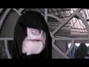 Ask Palpatine 23: Killing Jar-Jar Binks