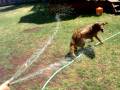 videos de Max + Water