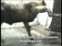 Neki putuju umiru?i 2/2