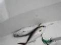 BIG Bottom Fish 23 Mar 08