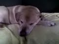 hank sleeping hank sleeping