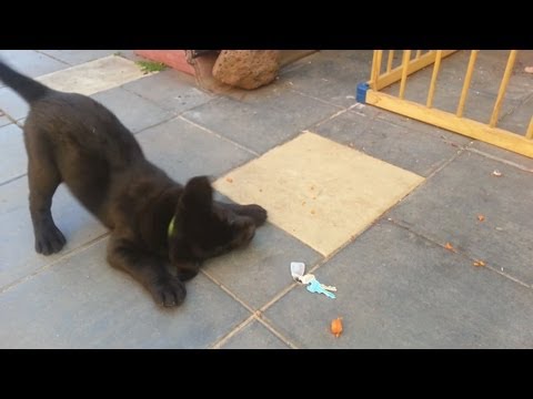 Lab puppy playing & chewing keys – 9 weeks old