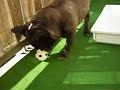 voetballende Bull voetballende Bull