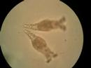 Bio Lab Protists II: 1