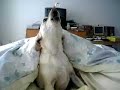 うたう犬動画