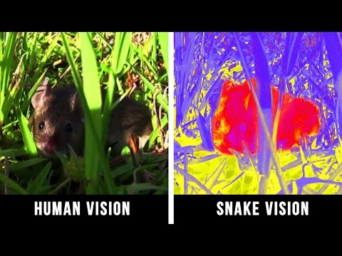HOW ANIMALS SEE THE WORLD