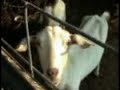 Goats Who Fart Goats Who Fart