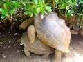Travel Photo: Seychelles Turtles
