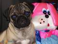 Duna (pug) y Lala (bulldog frances)