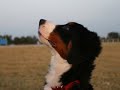 Bernese mountain dog Color & Cherry