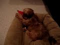Lhasa Apso Chewy plays with red toy