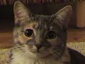 re-dramatic-lemur.html