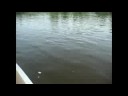 Smallmouth Bassin