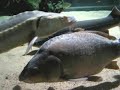 Big Sturgeons and old Carp in a tank / St�rbecken @ Aquazoo [1/1]