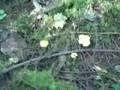Mushroom Hunting in the Pacific Northwest - 3 of 4