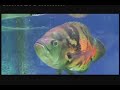 LIOW VIDEO -- FEEDING OSCAR & GOLDFISH