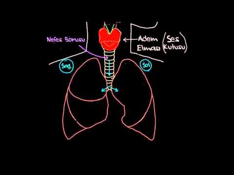 Khan Academy - Akciğerler ile Tanışın (Sağlık Bilgisi ve Tıp) (Solunum Sistemi Fizyolojisi) - 2014.01.21