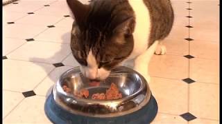 Gastrointestinal Diseases in Cats - Antibiotic Induced Diarrhoea - Prevention