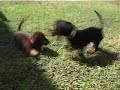 Milo the Dachshound and His Buddy Rusty