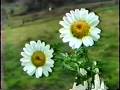 videos de As Duas Flores