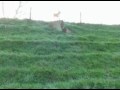 Shiba Inu morning-walk (part 1) Shiba Inu morning-walk (part 1)