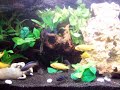 il mio acquario..