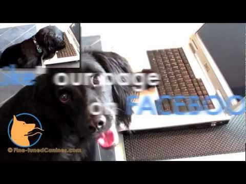 florida dog trainer - http://www.facebook.com/FinetunedCanines/ - please join us and share with Friends. Thank you! Naples, Florida dog training and dog psychology. We train dogs ...