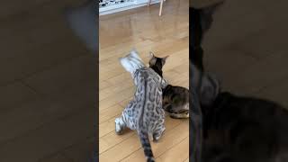 Silver Snow Bengal cat gets out maneuvered during a play fight! 💪