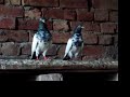 pakistani high-flying pigeons