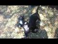 videos de texas holdem