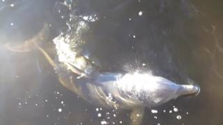 Beautiful Bottlenose Dolphins