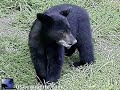 3 wild Black Bear cubs wrestling