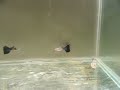 Guppy Seawave