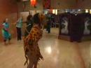 Nkachika African Dance Nkachika African Dance