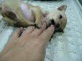 Tiny the applehead Chihuahua