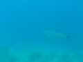 Snorkeling with Tarpon in Belize