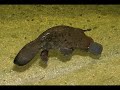 Platypus Pictures Platypus Pictures