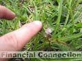 Sensitive plants (Mimosa pudica) in Dominican Republic