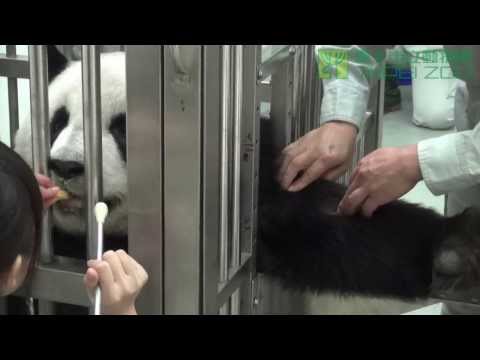 %E5%9C%93%E4%BB%94%E4%BA%94%E5%80%8B%E6%9C%88%E5%81%A5%E6%AA%A2 Baby Giant Panda Yuan Zai%27s 5 Months Old Health Examination