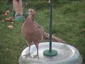 Pheasant.