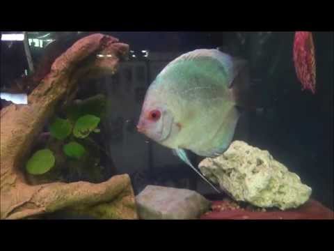 how to care discus fish