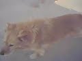 mattia scappa dai cani