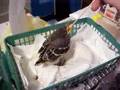 Mockingbird Baby