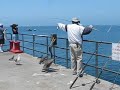 Fisherman feeding Pelican in Catalina