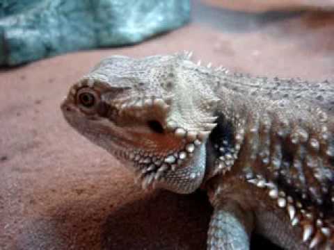 Agama vs Szarańcza