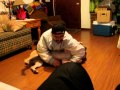 Pitbull Attacks