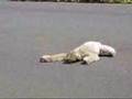 Three-toed sloth road escort